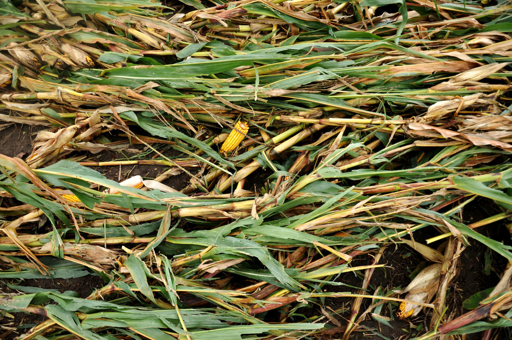 Tornado Damage